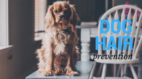 How to Keep Your Home Free of Dog Hair